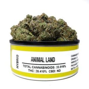 Animal Land Space Monkey
