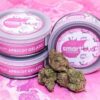 Apricot Gelato Smart Bud