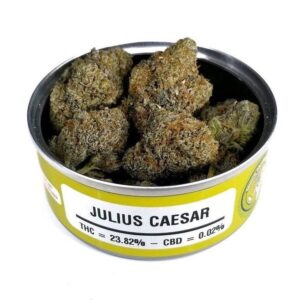 Julius Caesar Space Monkey