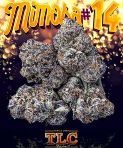 Mimosa #14