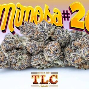 Mimosa #26