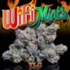 Wifi Mints